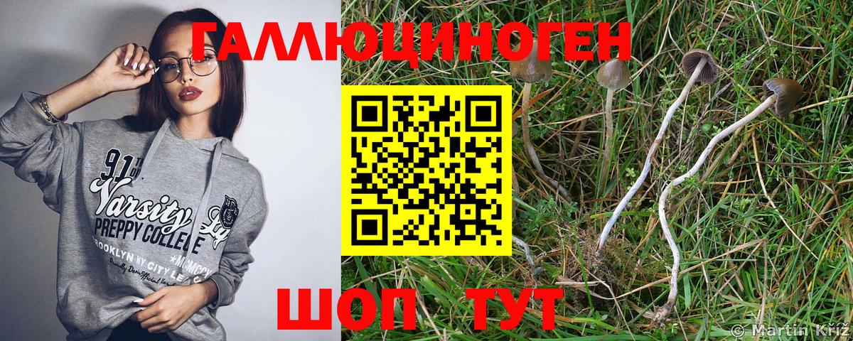 Псилоцибиновые грибы Cubensis  Чебоксары 